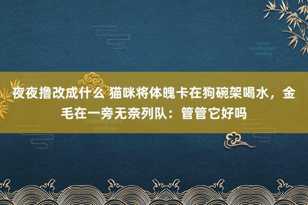夜夜撸改成什么 猫咪将体魄卡在狗碗架喝水，金毛在一旁无奈列队：管管它好吗