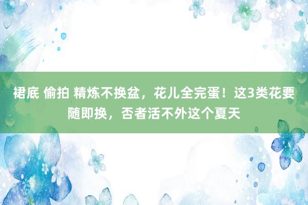 裙底 偷拍 精炼不换盆，花儿全完蛋！这3类花要随即换，否者活不外这个夏天